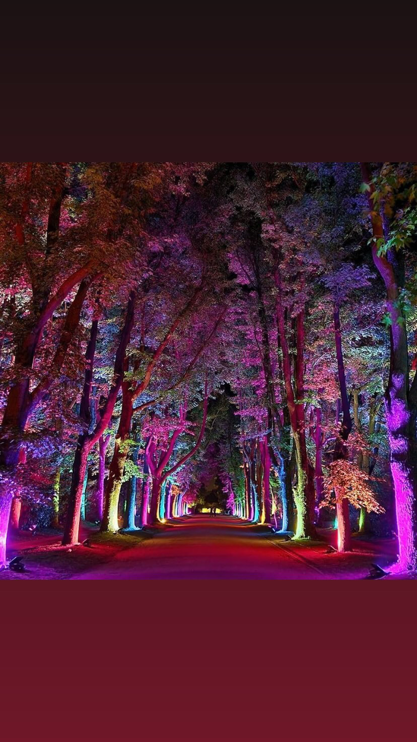 Serralves em Luz